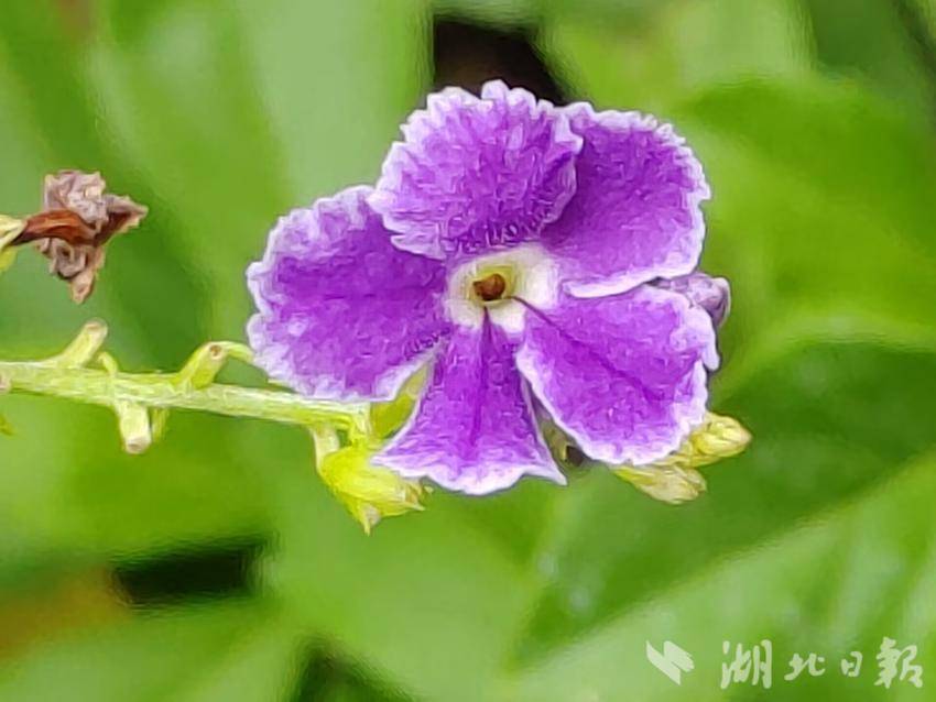 游戏厅老虎机